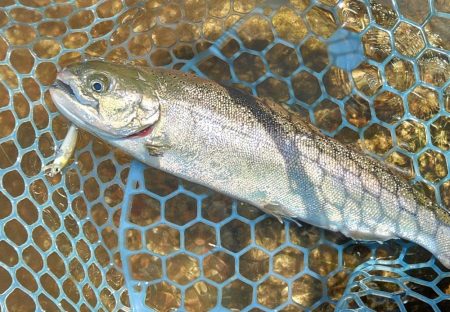 ミノーイングを楽しむ ～フィッシングパーク…